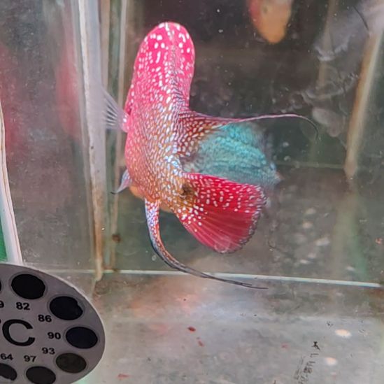 罗汉鱼222222222222