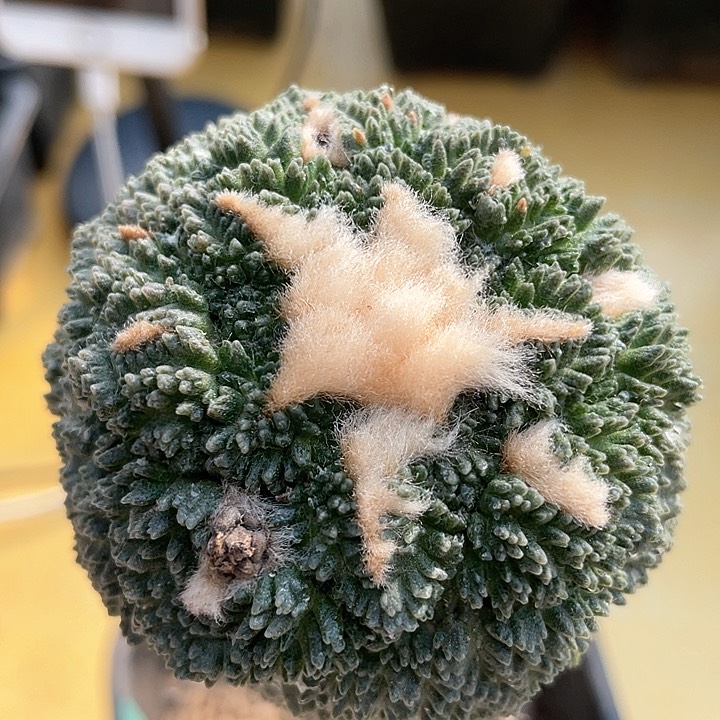 仙人球袖浦接哥斯拉6.6公分217