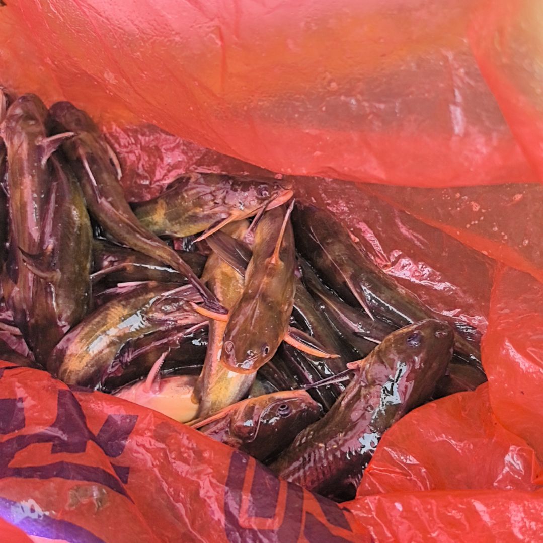 中国大陆36天食用农产品石台小李代购黄丫鱼