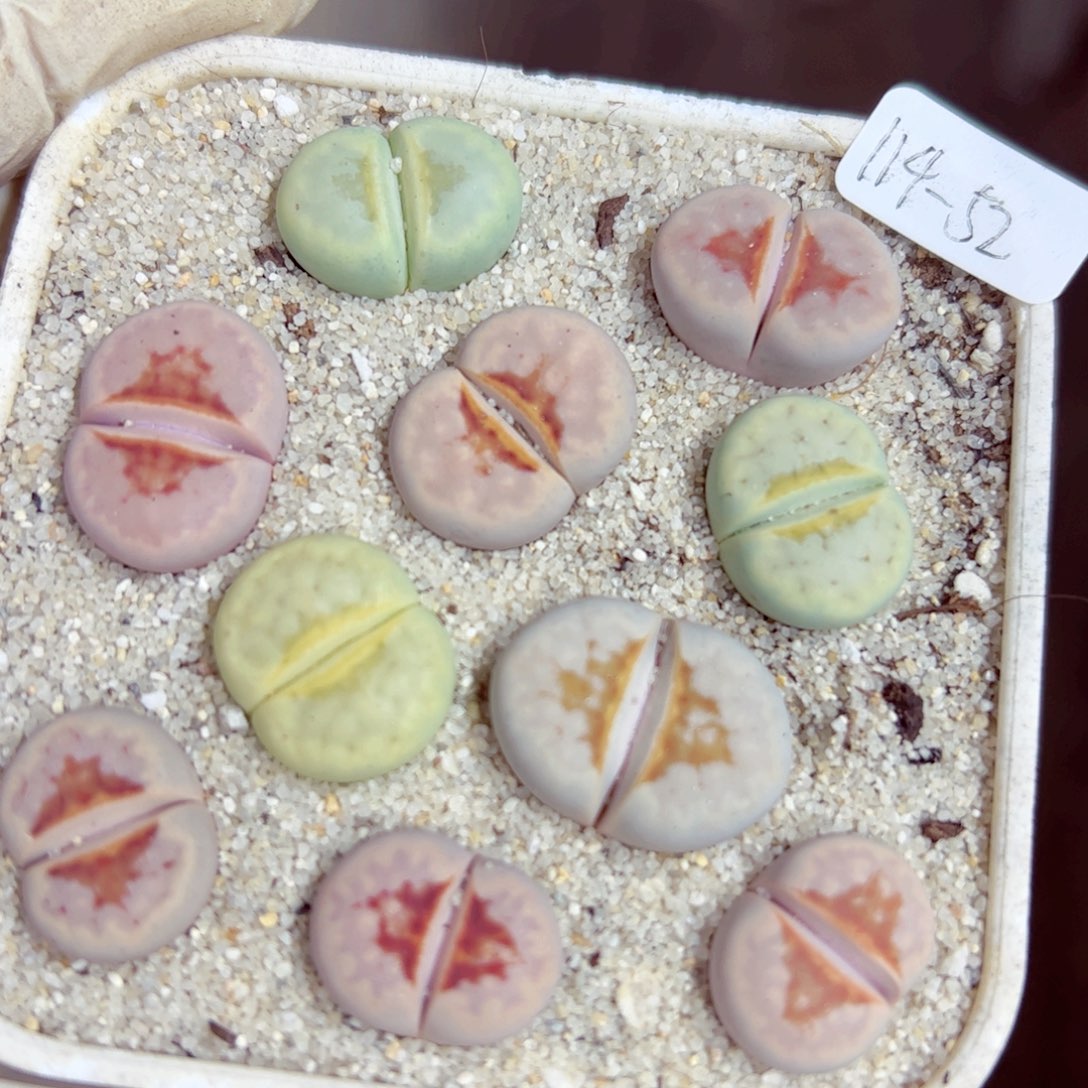 114 优秀的肉肉53