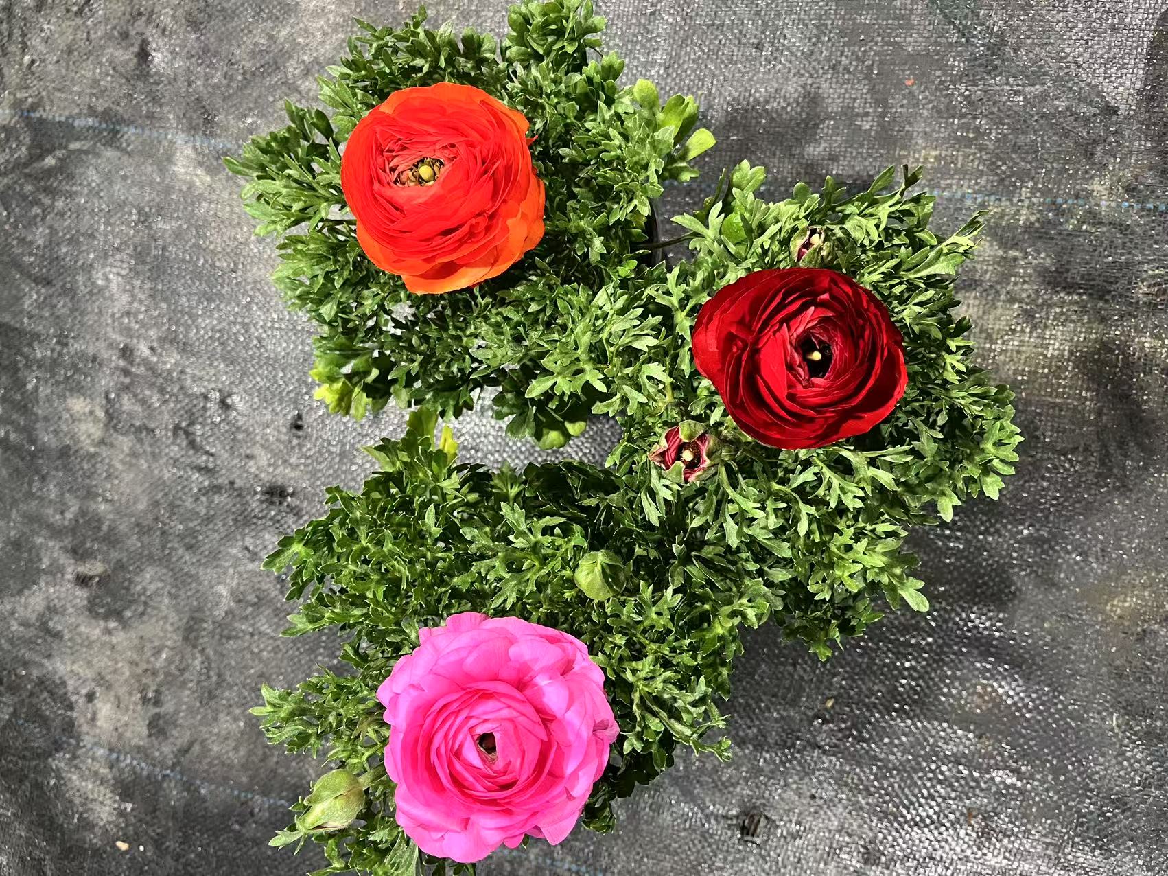 重瓣花毛茛花苗芹叶牡丹观花植物洋牡丹盆栽带花苞四季客厅高档花