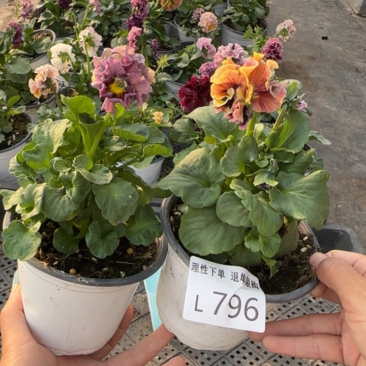 冬***ɞ无花朵L796两棵小苗低于零下5勿拍