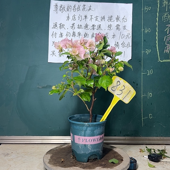 完全开放   暗斑丽人 831