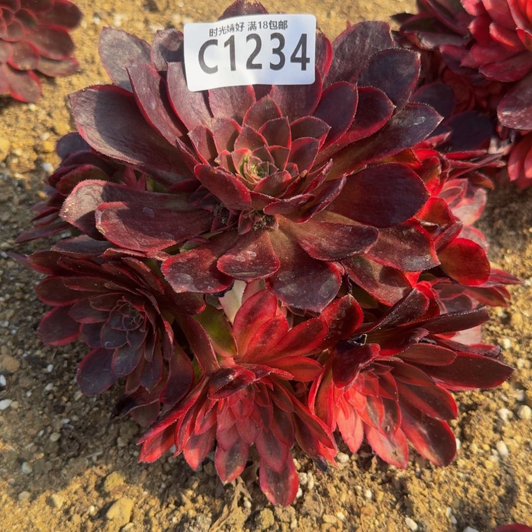 1234黑魔锦多肉植物