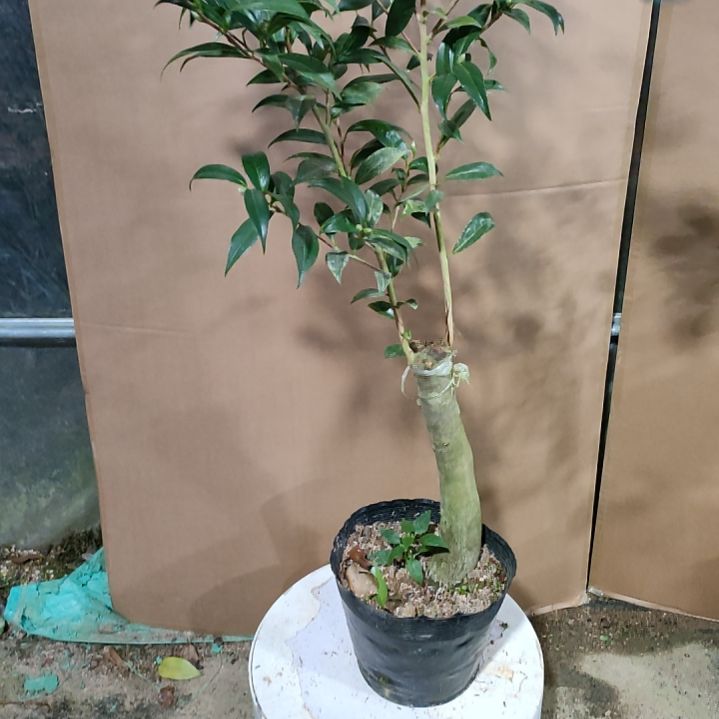 云茶原盆原土发货309原盆