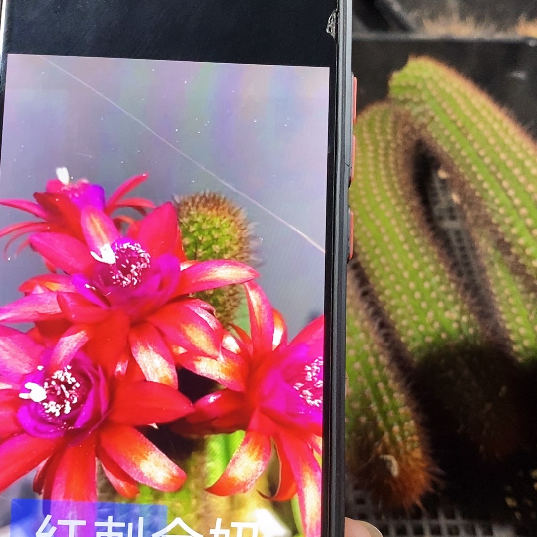 红刺金妞枝条25公分左右