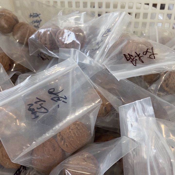 吊坠文玩核桃黄金锤