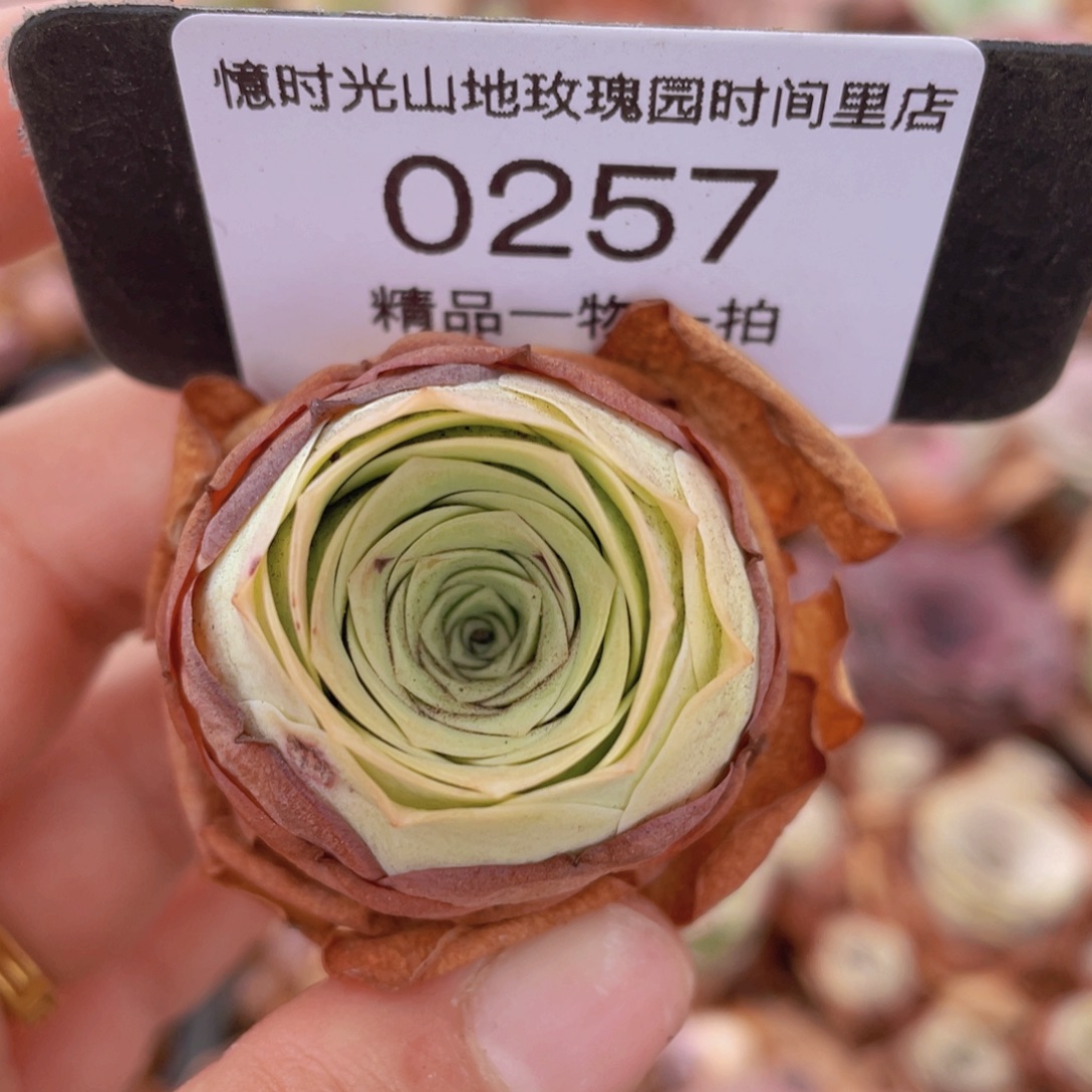 山地玫瑰0257裸根发货断枝不包损不售后