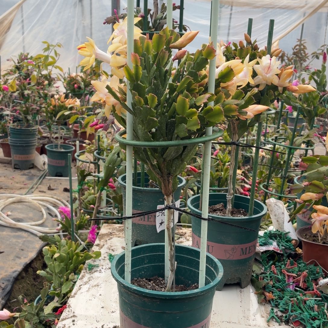 用***7无花朵叶仙嫁接黄金单色