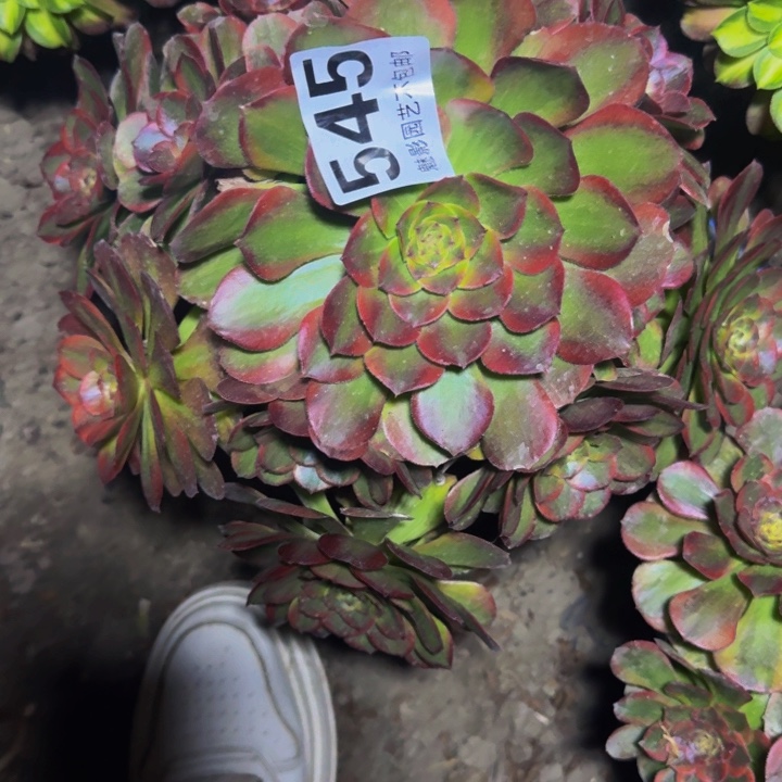 火狐花27-23包邮花花