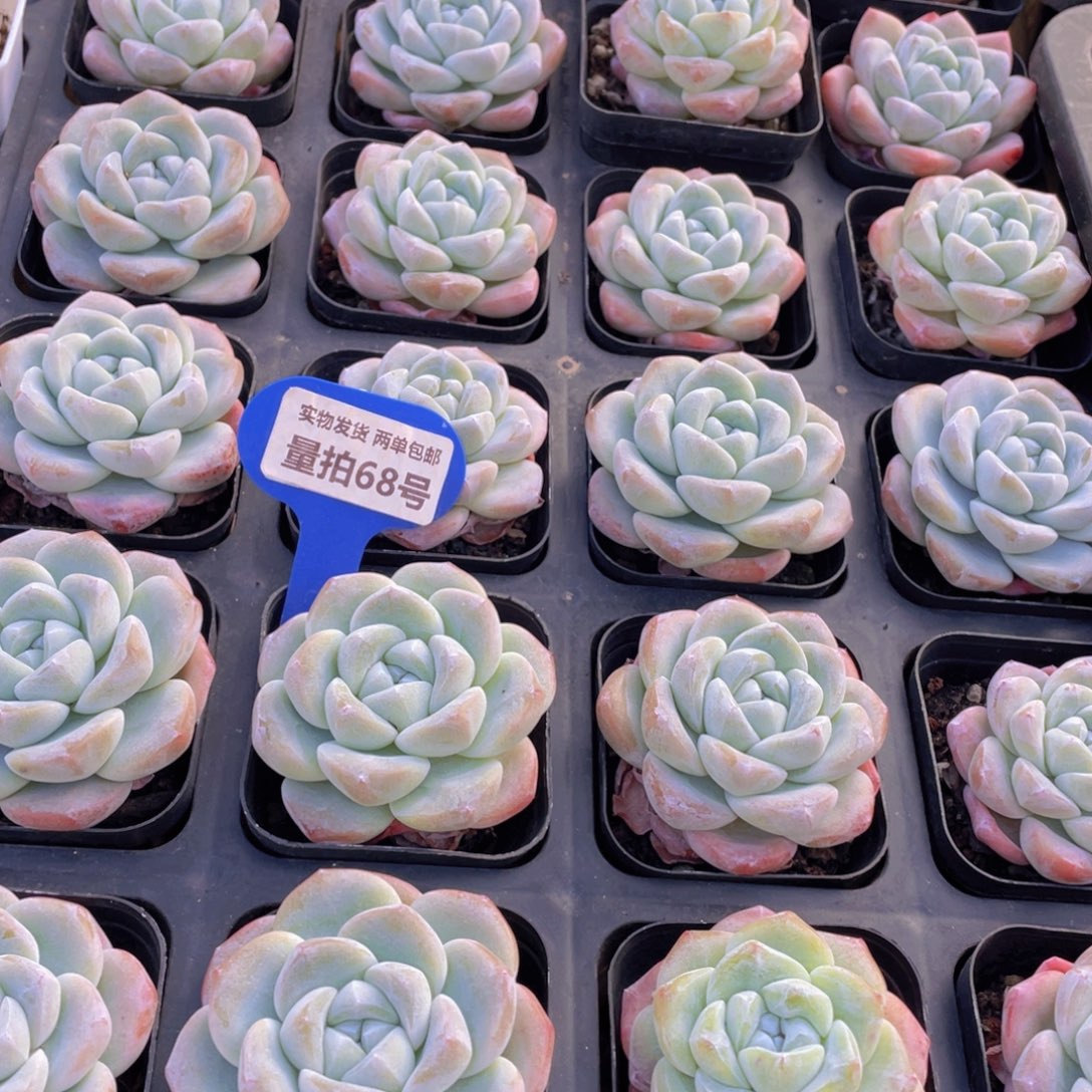 量拍68号 樱花钻石冰玉单头一个