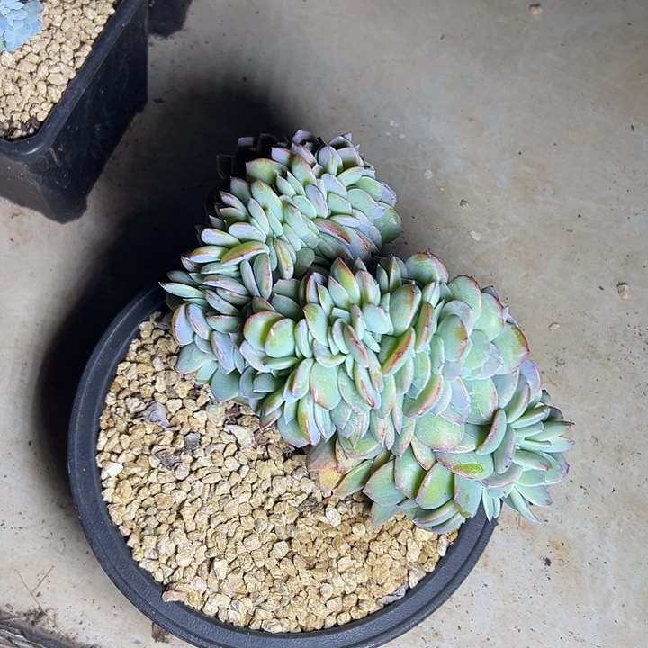 超大白凤群生缀化多肉