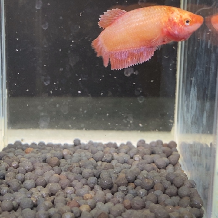 斗鱼泰国斗鱼137号