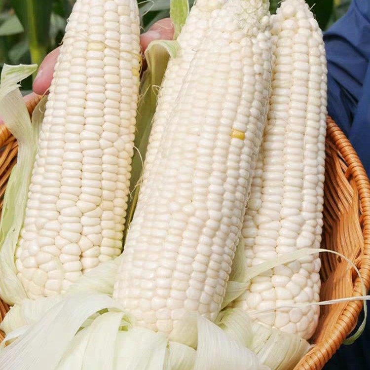 泸天化泸天化尿素1包80斤，四川部分地区满1000元包邮送货上门服务