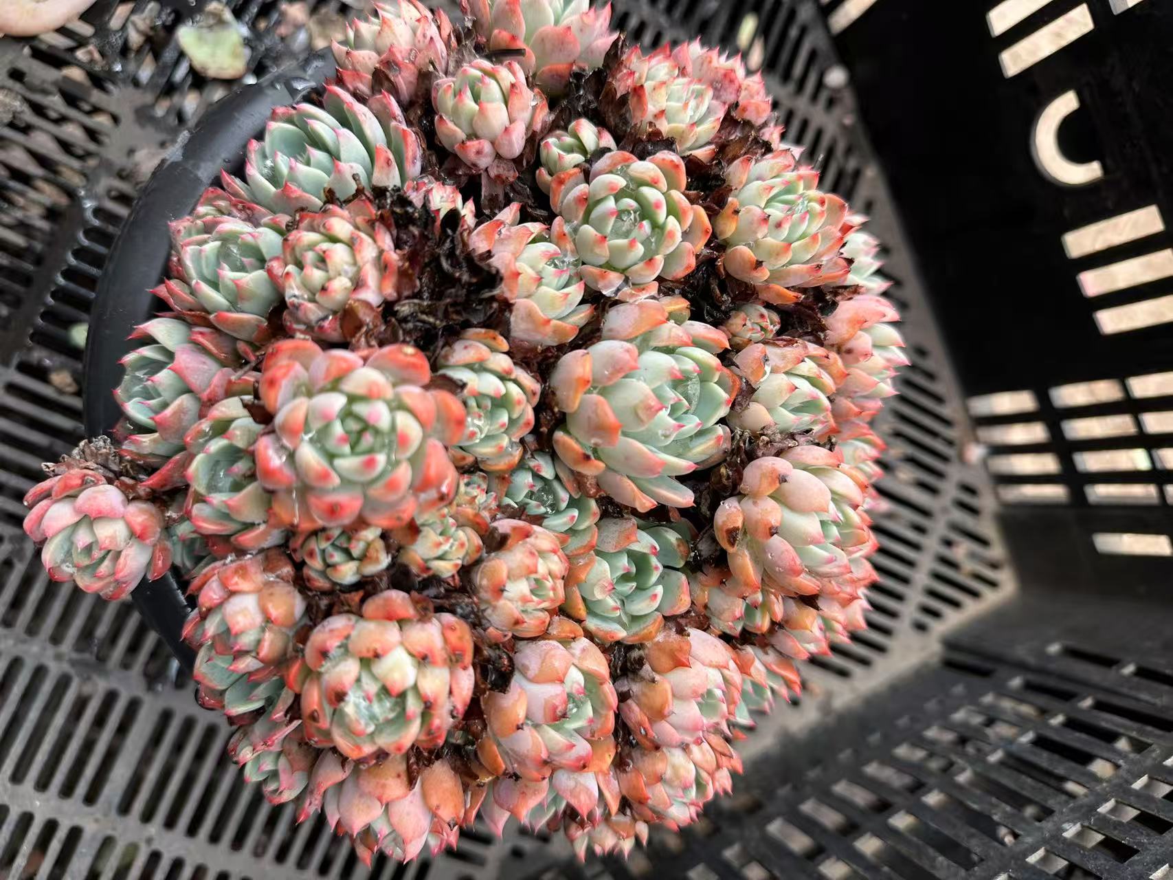 多肉植物老庄娜娜小勾（皮实好养.懒人必备.盆栽绿植）