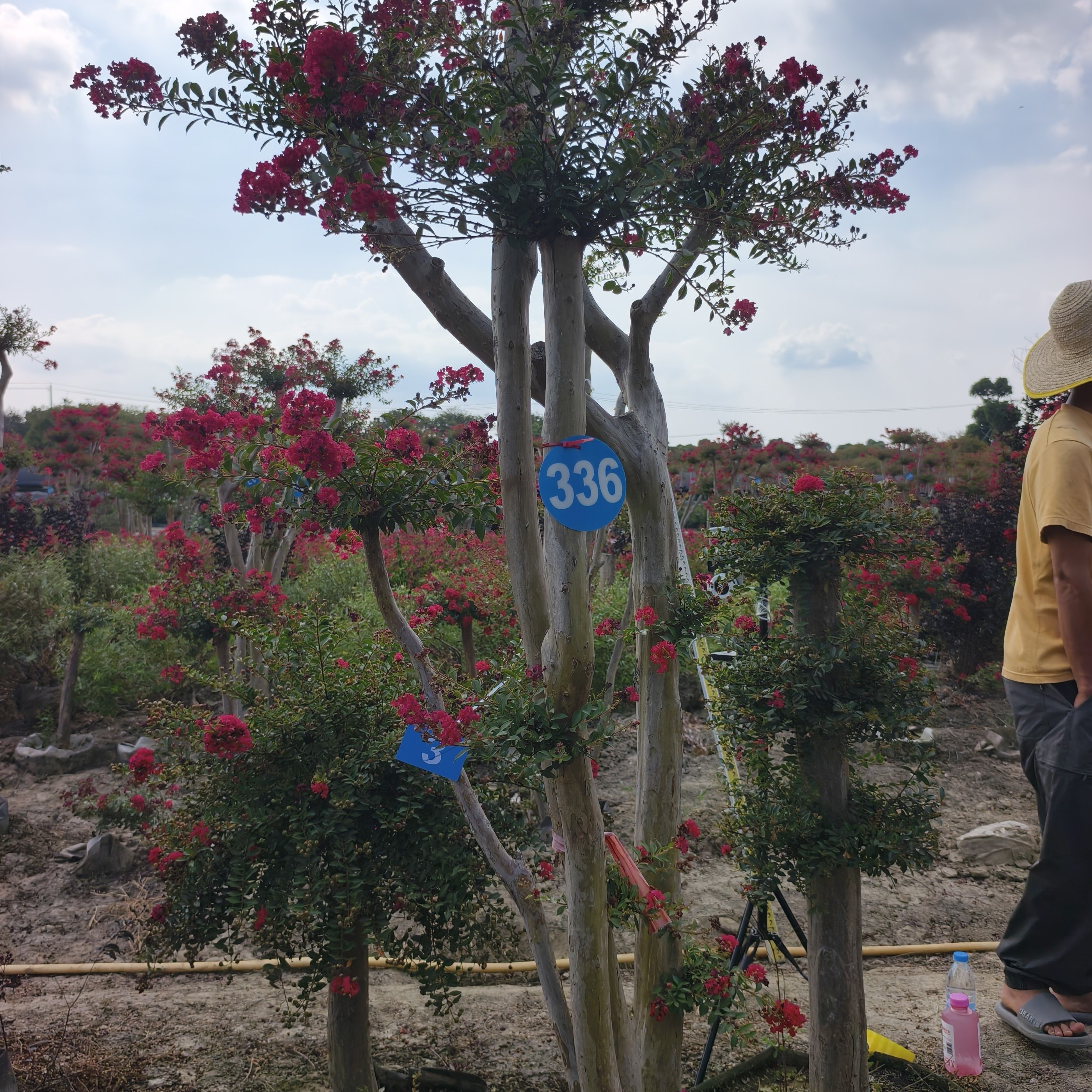 小叶玲珑红紫薇，花色艳丽