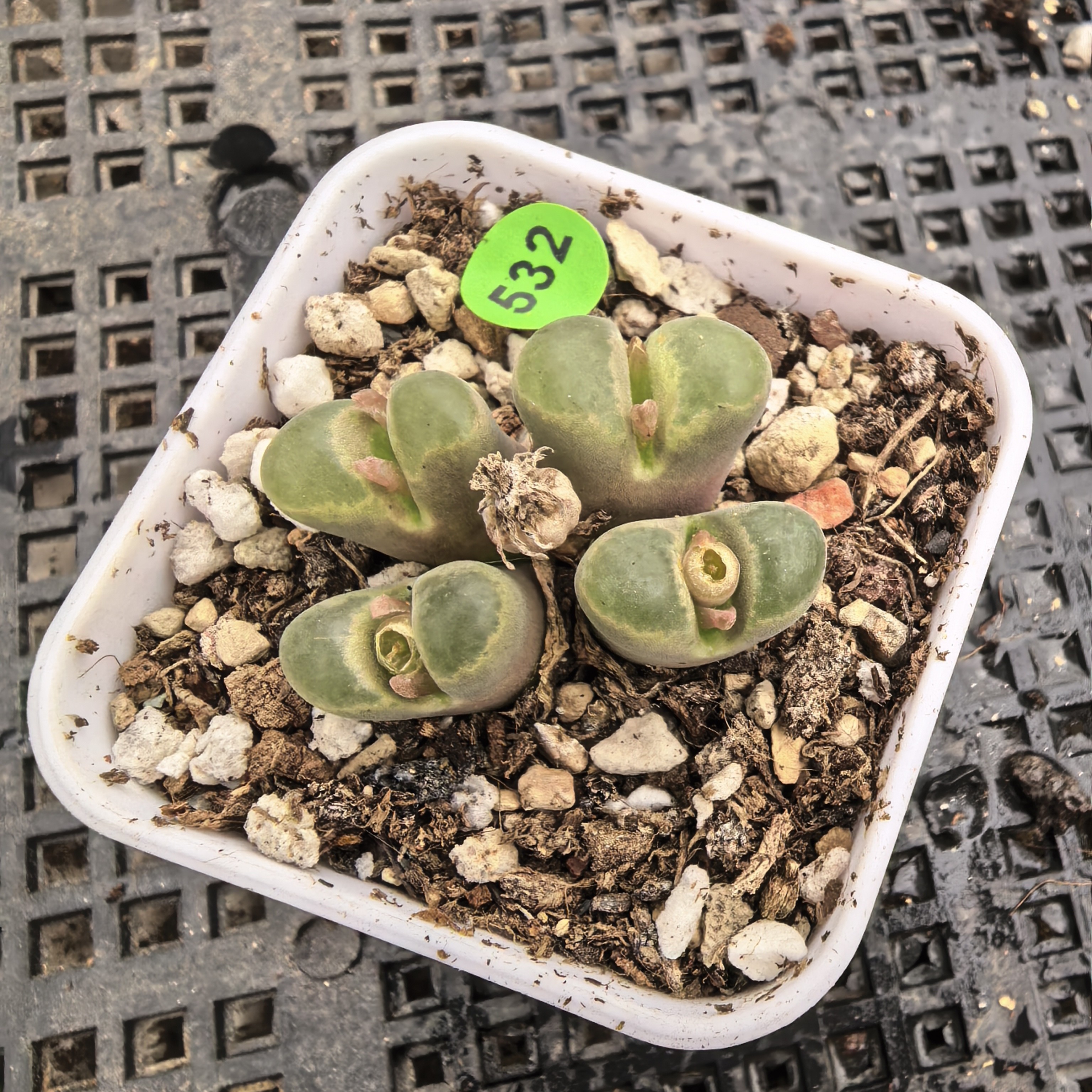 漂亮4头带盆多肉532