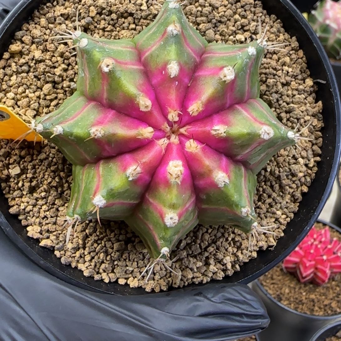 298号泰系实生轮回