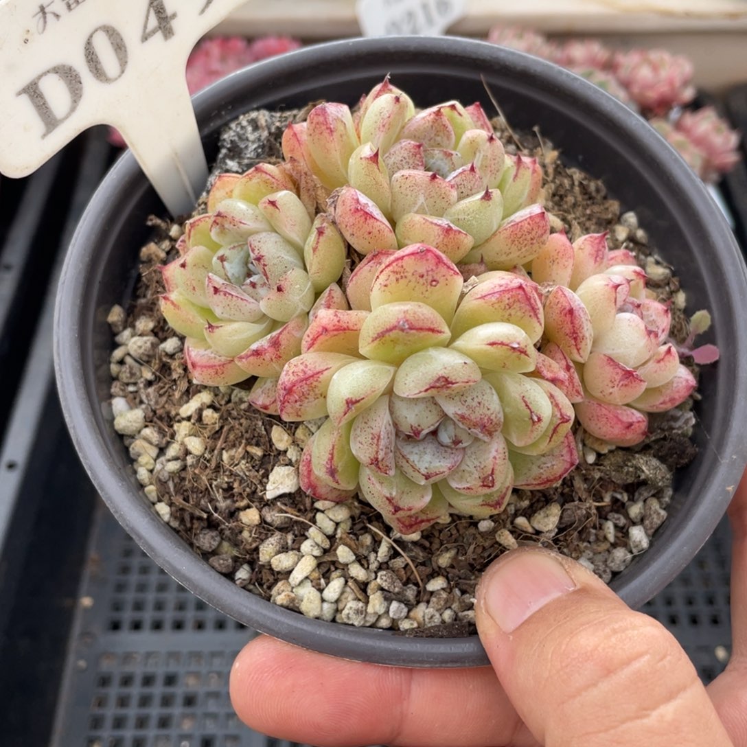 049赤水晶不带盆9厘米