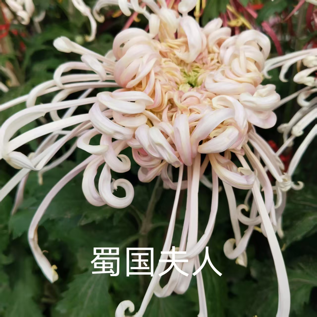 蜀国夫人，菊花苗，半成品，