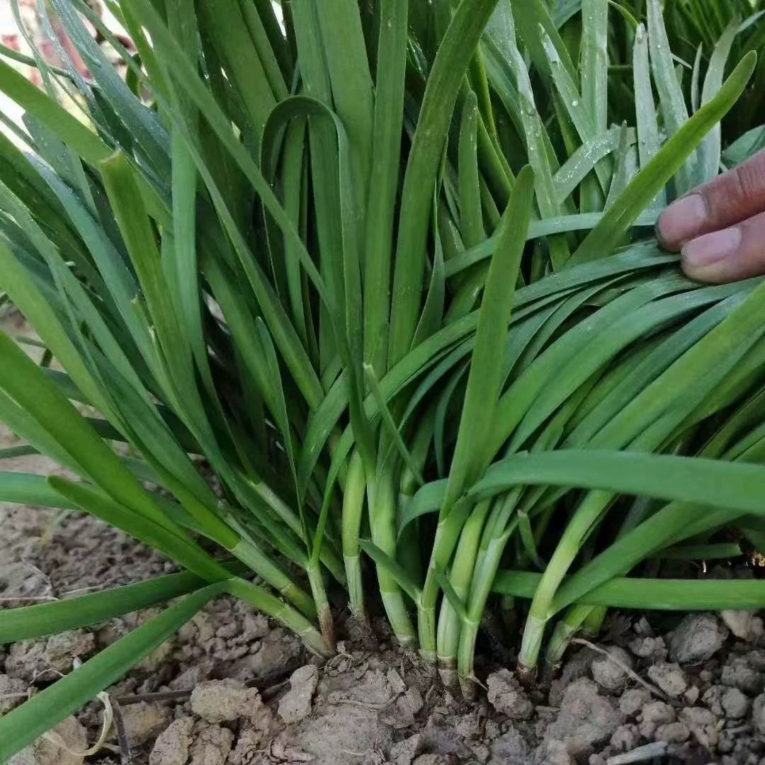 东北新鲜头茬韭菜脆嫩鲜香现割现发顺丰包邮