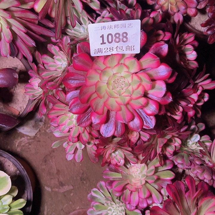 1088红铜白多肉老桩