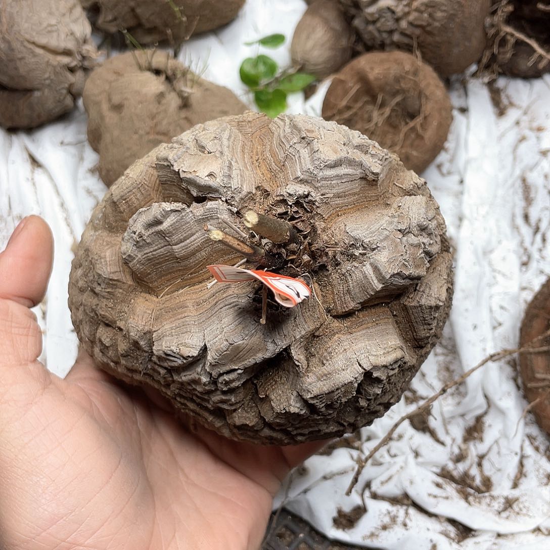 龟甲龙一物一拍2059号12cm