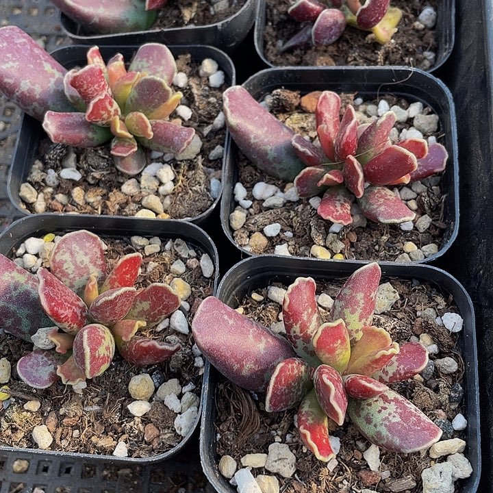 紫库博带盆土发货