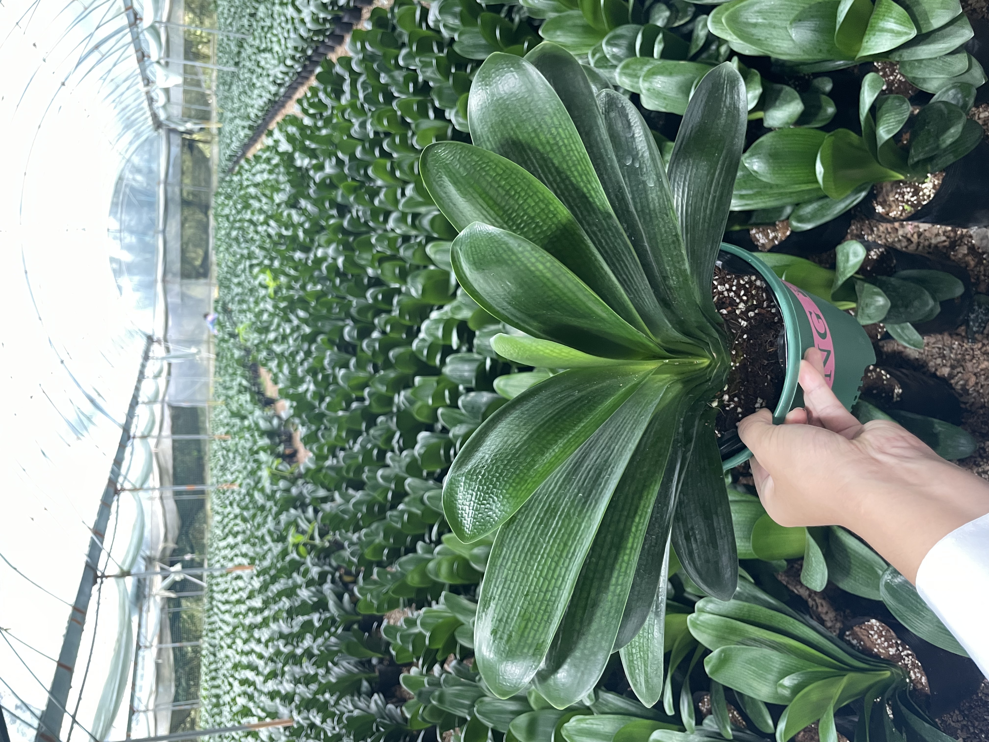 【当年开花】精品君子兰绿植盆栽室内绿植花卉绿植盆栽室内盆景绿植