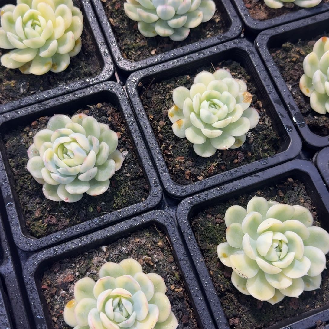 草莓冰锦，多肉锦多肉