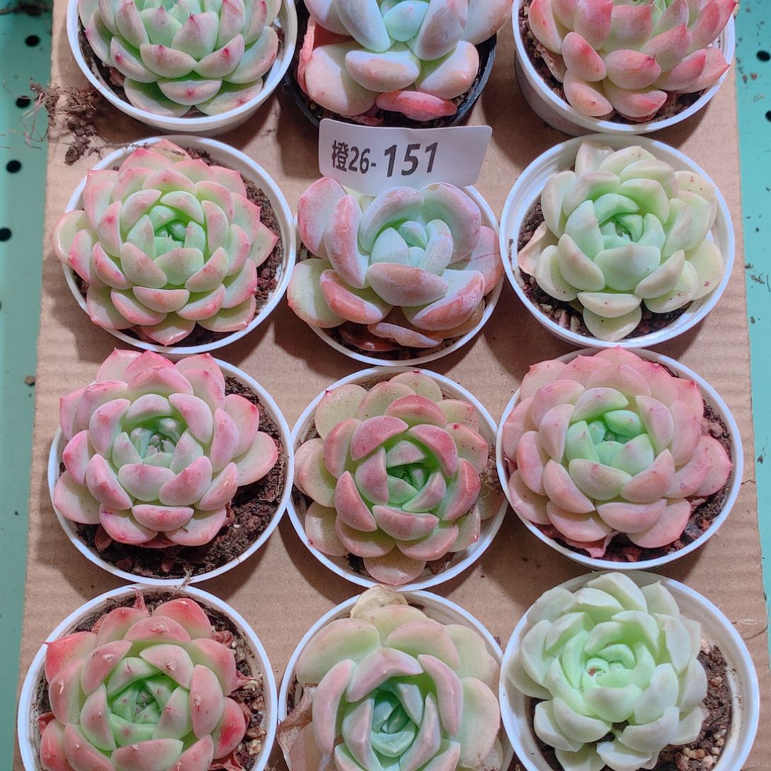 26-151一物一拍带盆18颗