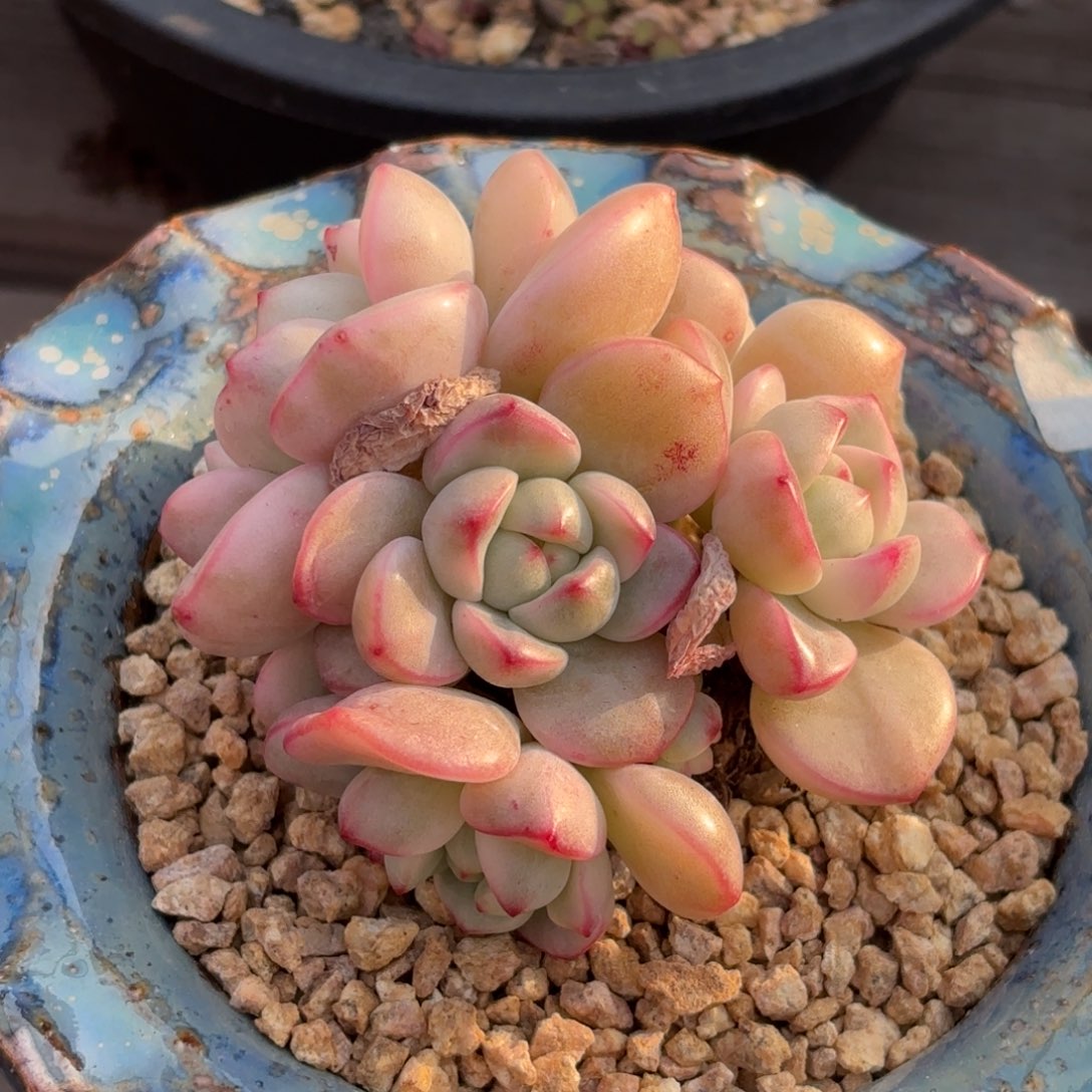 香草锦 11111111111