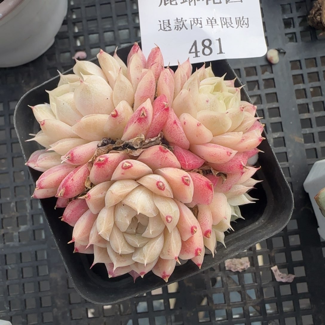 闪购精品多肉481号