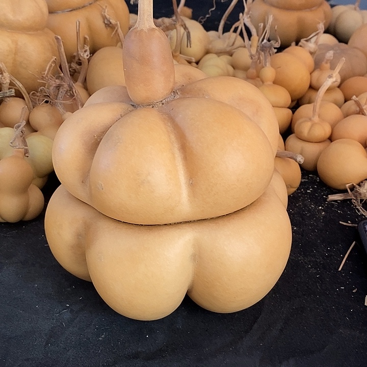 开***天葫芦的颜色很好看啊