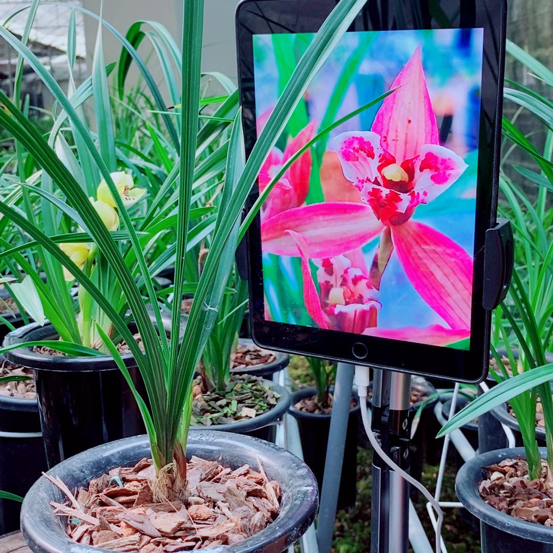 当前无花栽培后可以开花