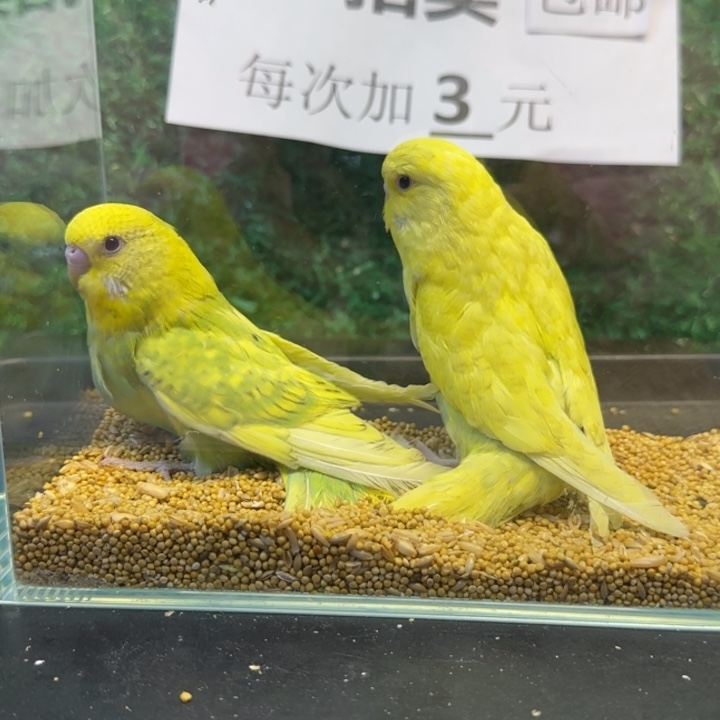 虎皮鹦鹉大头虎皮鹦鹉