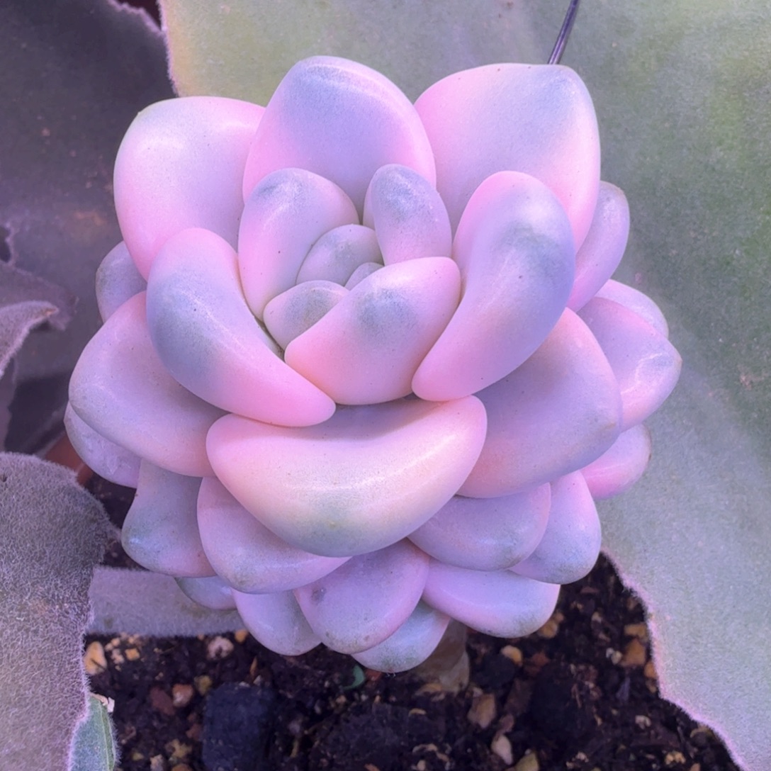 花瓣鹿锦 多肉植物锦 