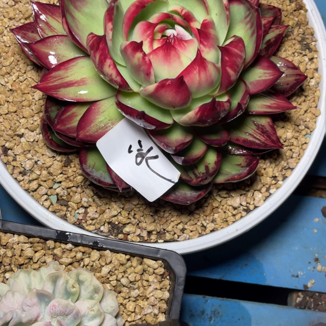 冰***～惊鸿仙子一物一拍