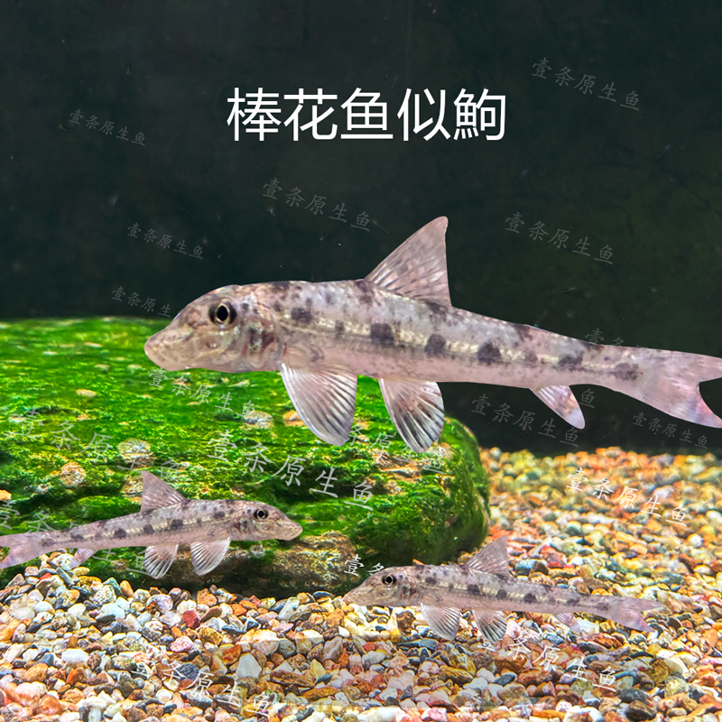 青苔鼠鱼棒花鱼似鮈沙沟鱼原生鱼翻砂清道夫吃鱼便残渣冷水鱼