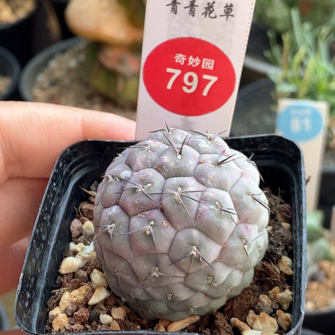 自根习志野3.5cm