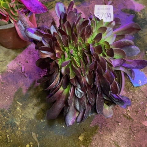 欧诺拉多肉植物3704