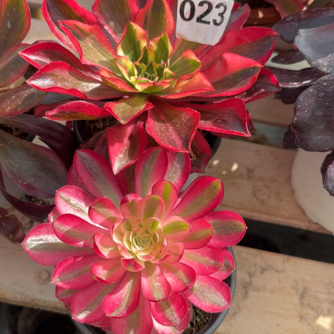 魅影，孔雀翎023发货