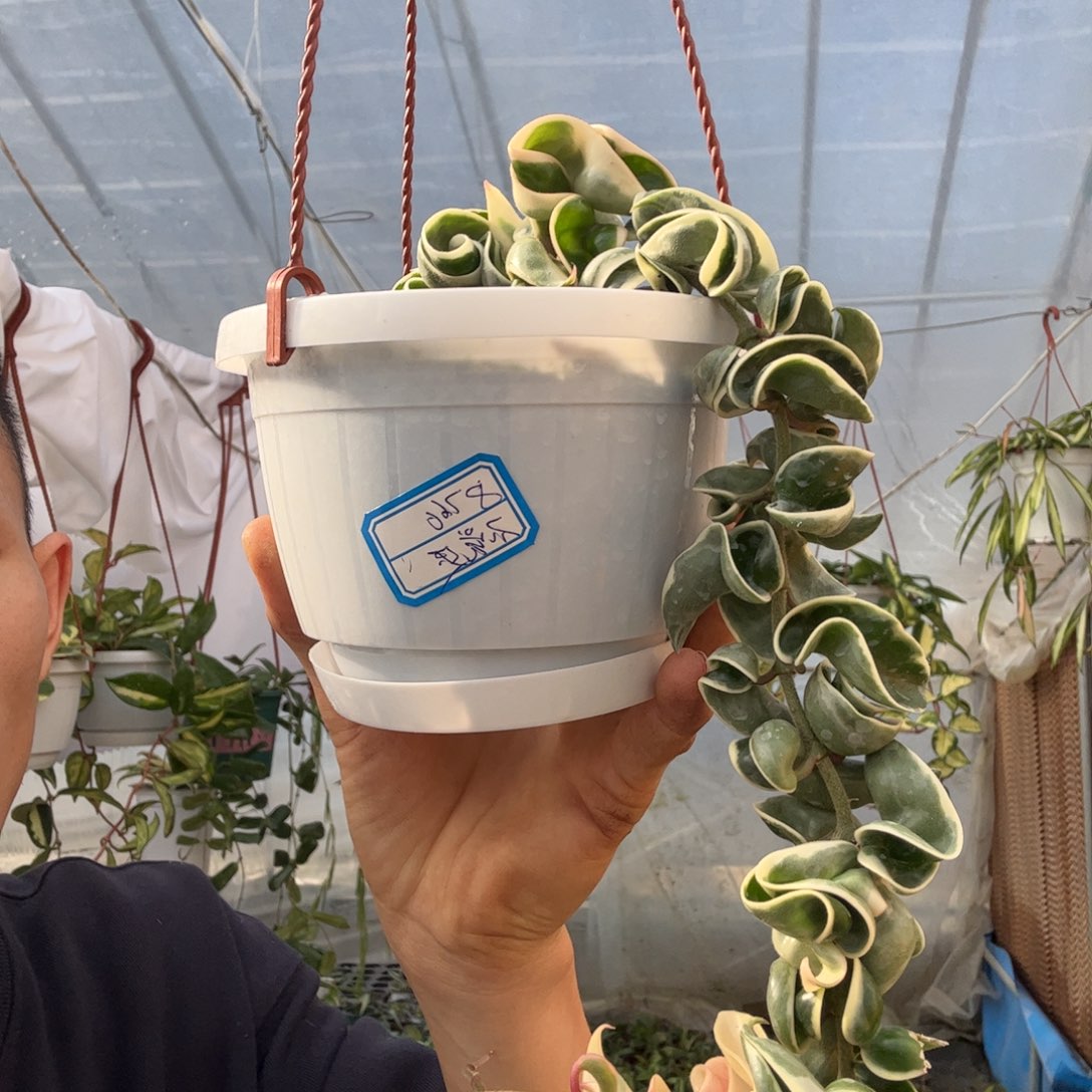 不***迟无花朵卷叶外锦球兰