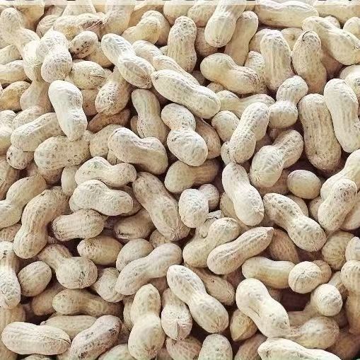 25款新货花生核桃味/五香/卤味/蒜香/壳薄好剥兰花豆多口味