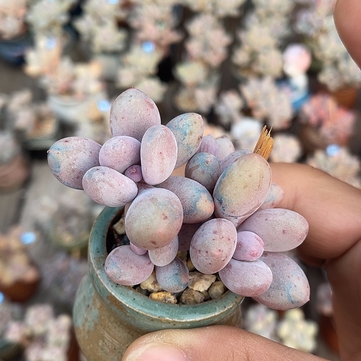 梓恩奶酪 带盆发货 3.5口盆