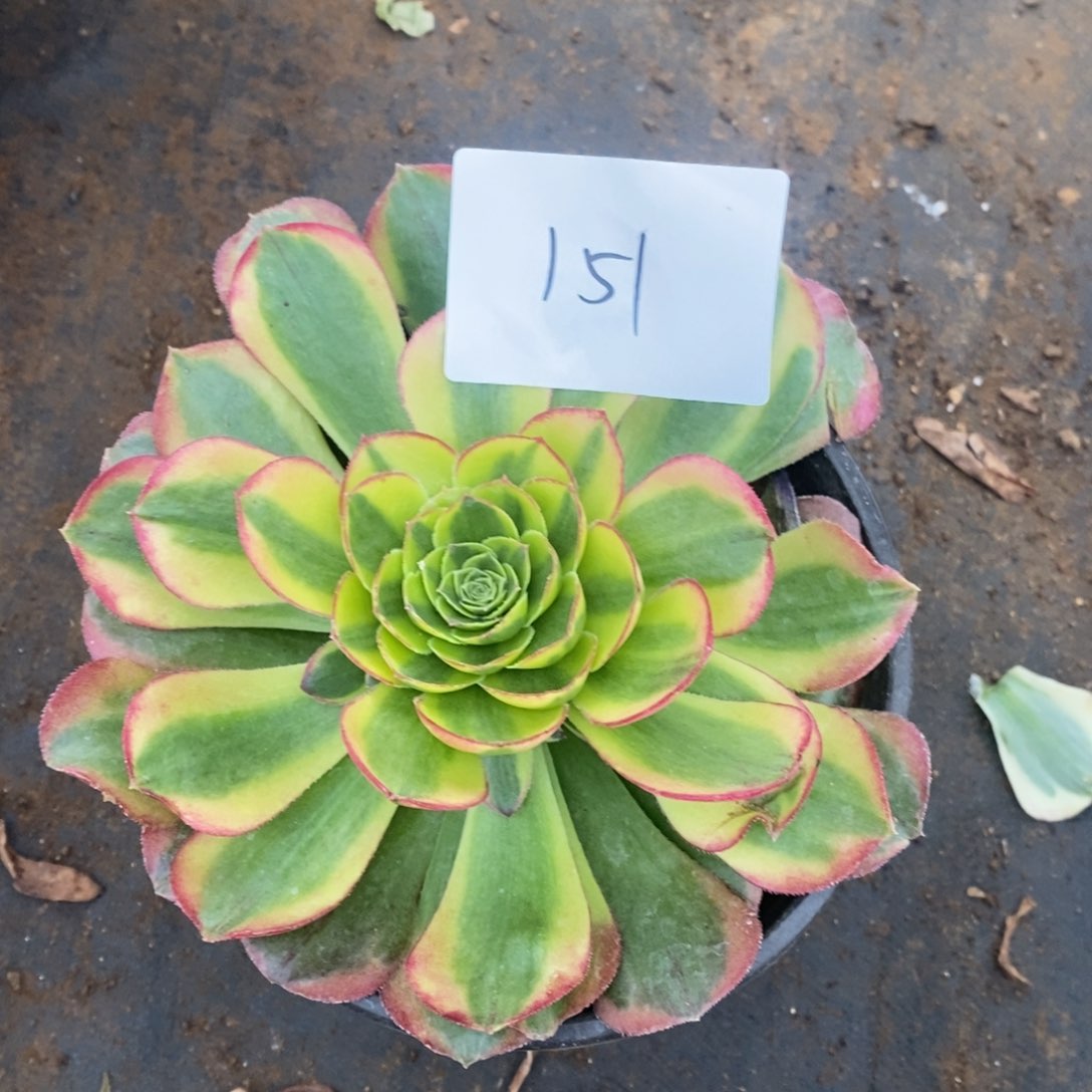 151奶白多肉植物