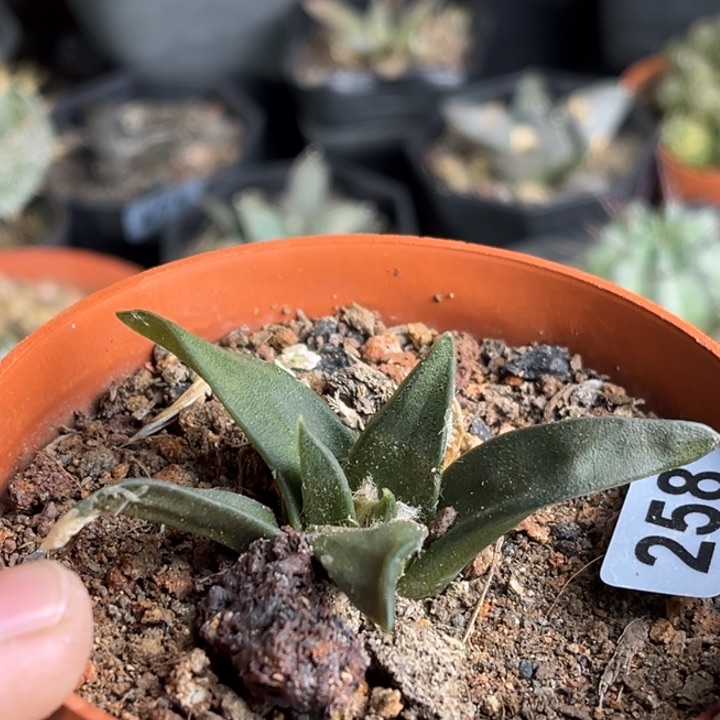 龙牙一物一拍实生