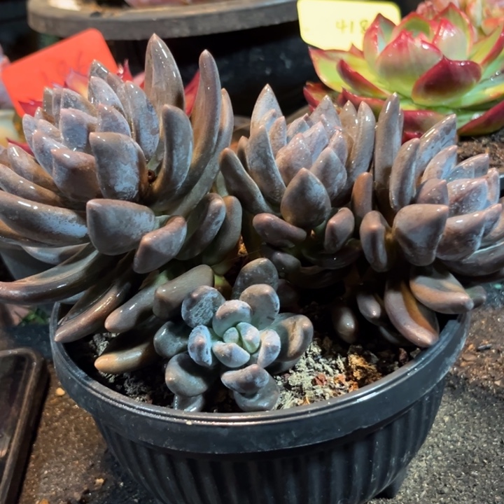 黑美人惊鸿一物一拍包装收缩花旱