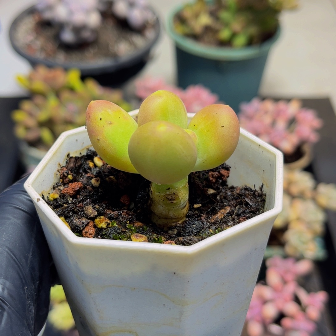 1402芒果奶苗4厘米多肉