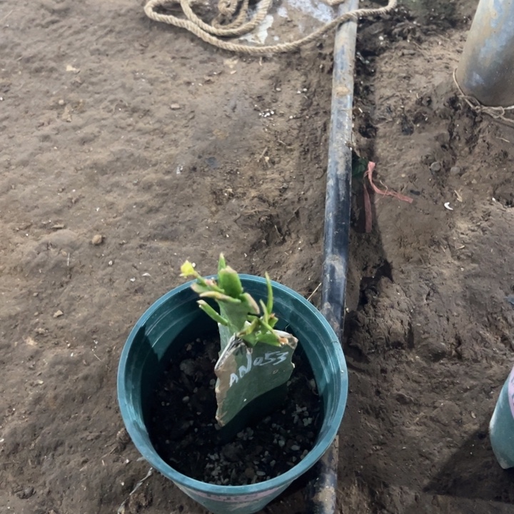 人***途69号053红色重瓣888